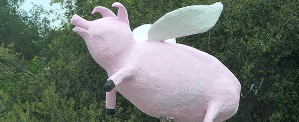 flying pig